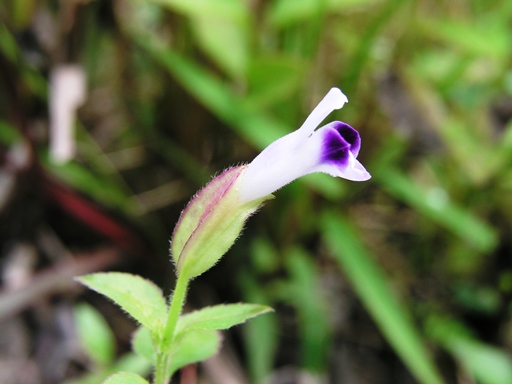 หญ้าหิ่งน้อย Torenia violacea (Azaola ex Blanco) Pennell<br/>SCROPHULARIACEAE